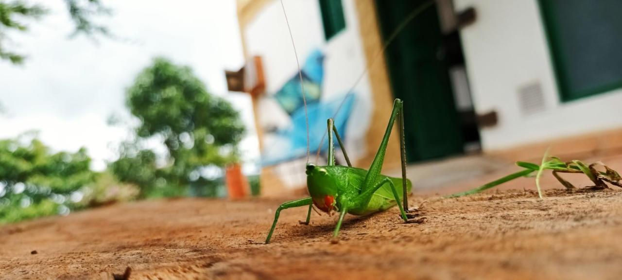 Macua Villa Chipata Eksteriør billede